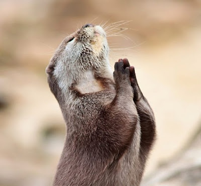 Молещата се пред християнски кръст бяла мечка Otter-570x528
