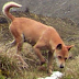 The World's Rarest And Most Ancient Dog Has Been Re-Discovered in The Wild