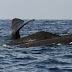 Cetacei - Risultati della campagna nel Mar Tirreno