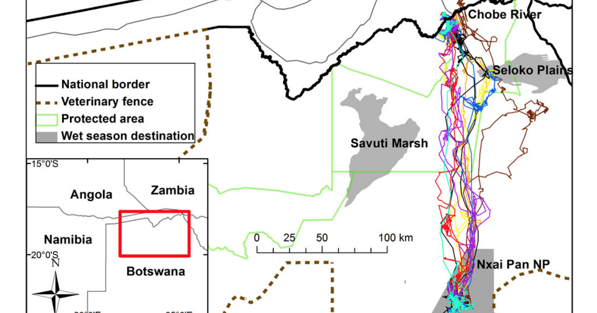 Stanford in Namibia The world's longest terrestrial migration