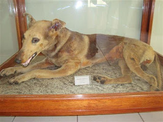 Museu Municipal de História Natural