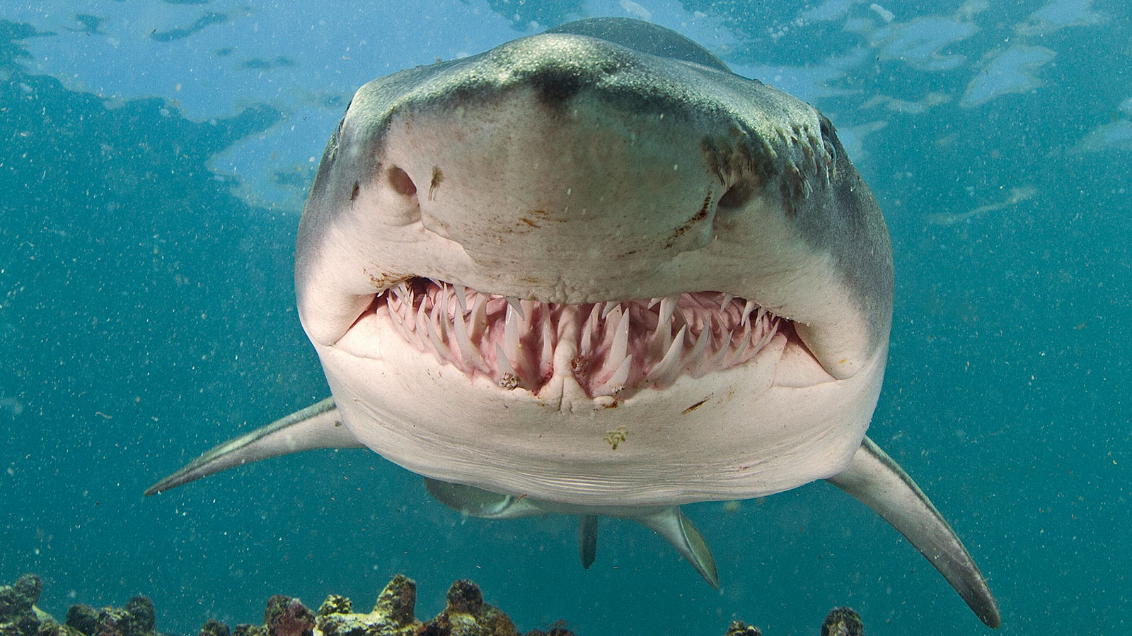 Micro Post: The Sand Tiger Shark |MyRokan