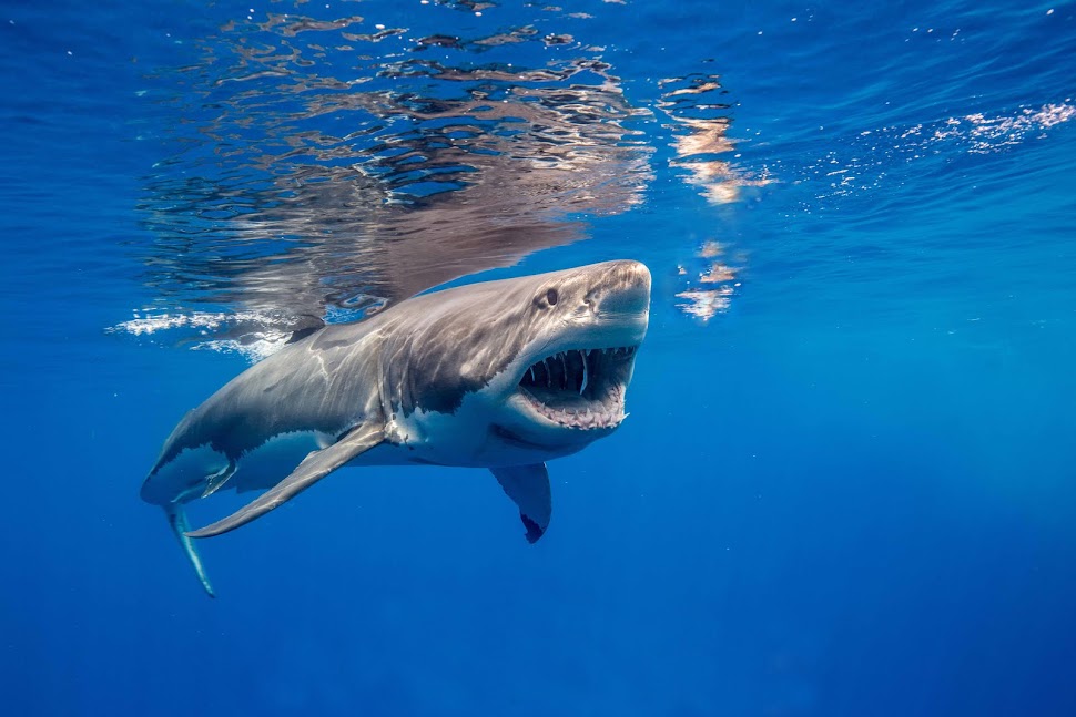 Shark Diver : Shark Diving : Swimming With Sharks