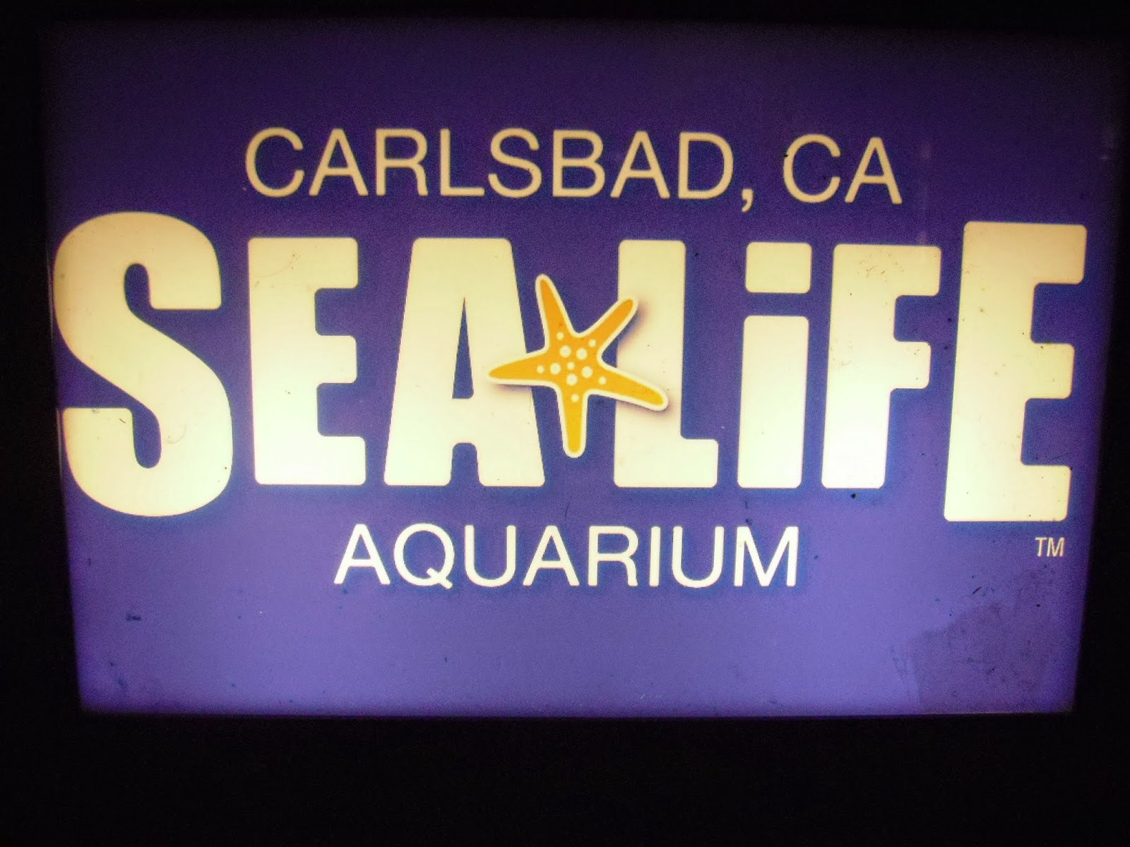 Miquelli's Amerikablog Activiteit Sealife Aquarium Carlsbad, Californië