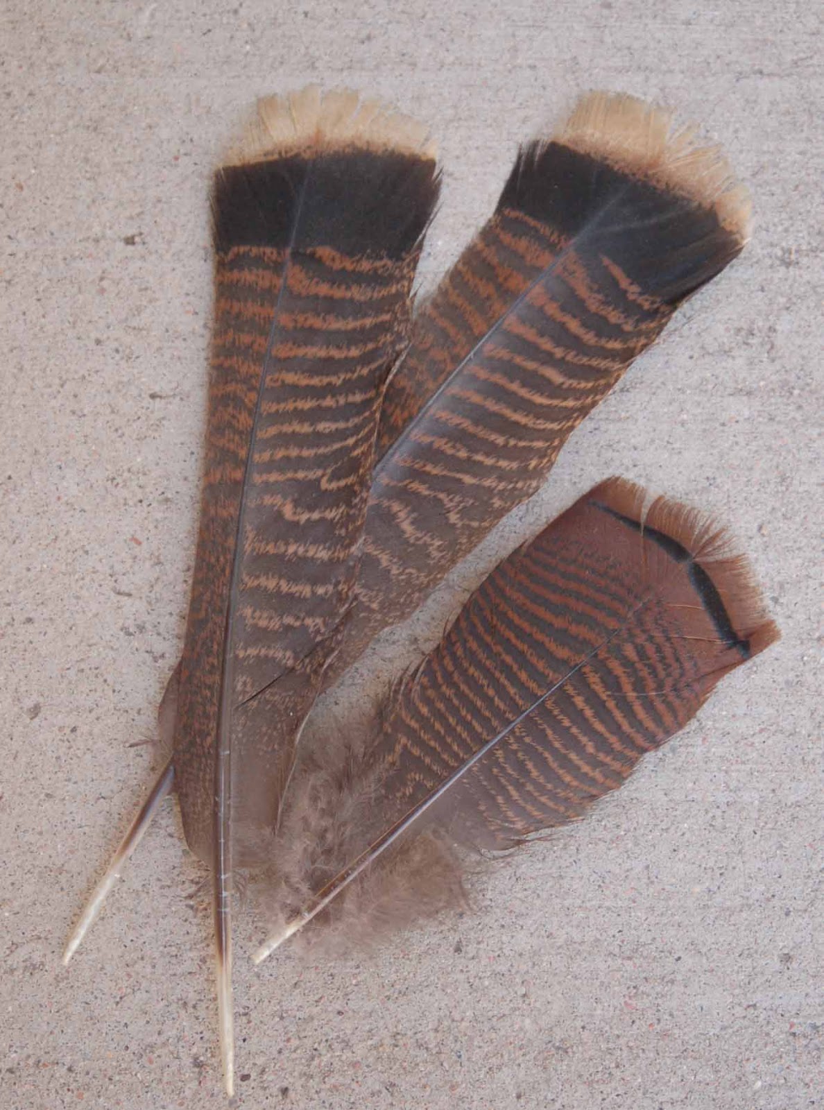 knitaway-wild-turkey-feathers