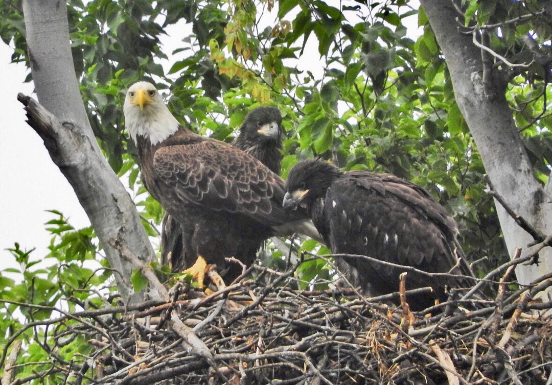 Terrierman's Daily Dose The Bald Eagles Babies Are Growing Fast