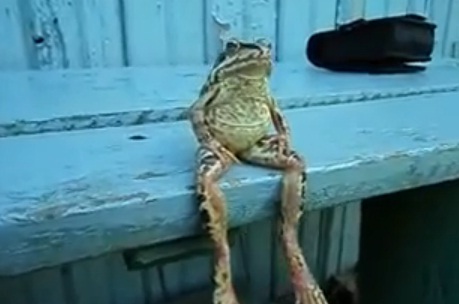 Une grenouille assise sur un banc (Video) | BuzzPost.fr - Le meilleur