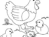100 Gambar Ayam Dari Pensil HD 100 Gambar Ayam Dari Pensil HD