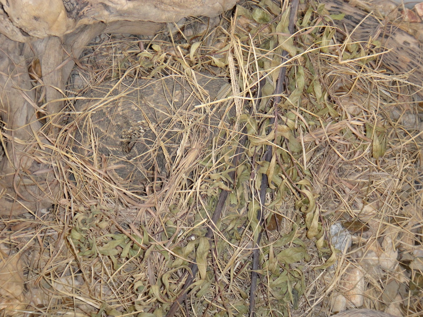 Living in Soyo. Can it get any better? Watching where to walk