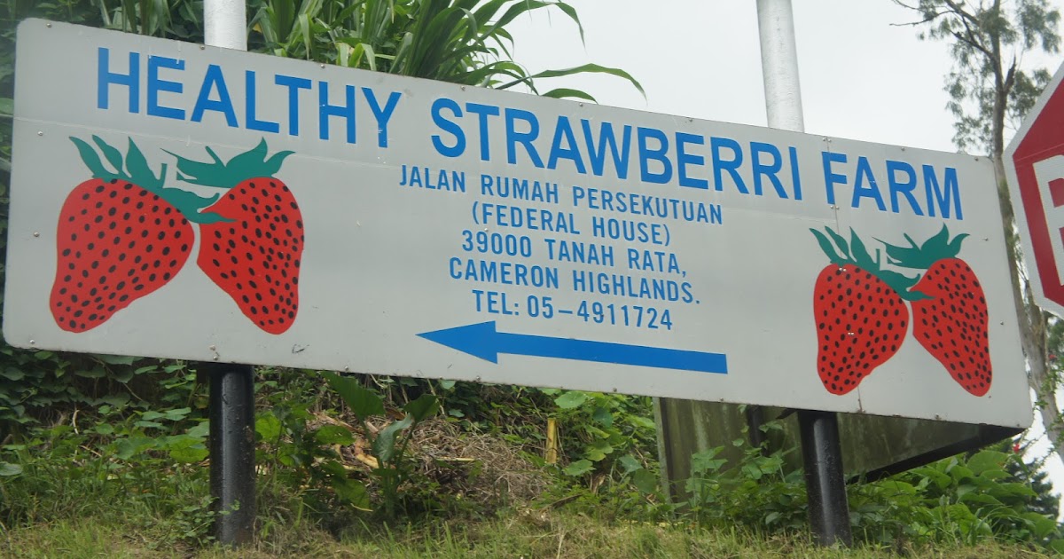 Mesilau Highland Strawberry Farm Raju Hill Strawberry Farm (Cameron