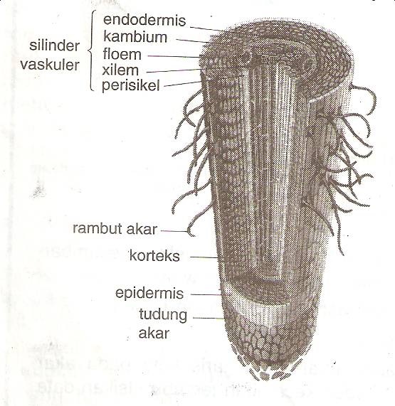 Pengertian dan Konsep Tumbuh Kembang Tumbuhan Dan Hewan
