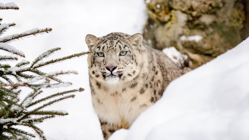 Snow Leopard
