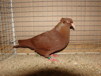 crested red pigeons - 