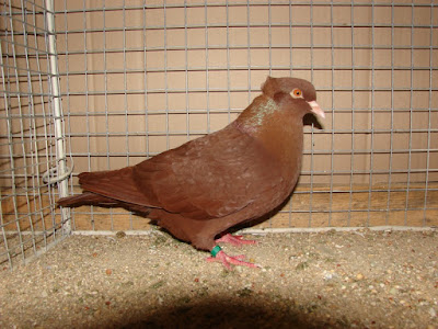 Crested Picard crested red pigeons -