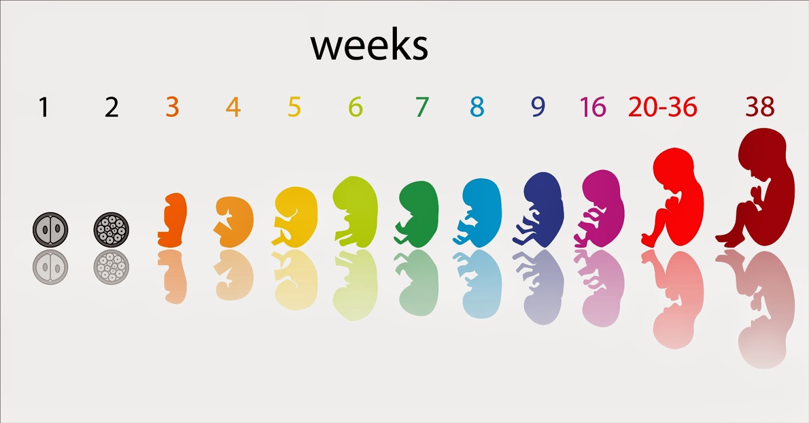 calcular edad gestacional con fum calcular edad gestacional con fum
