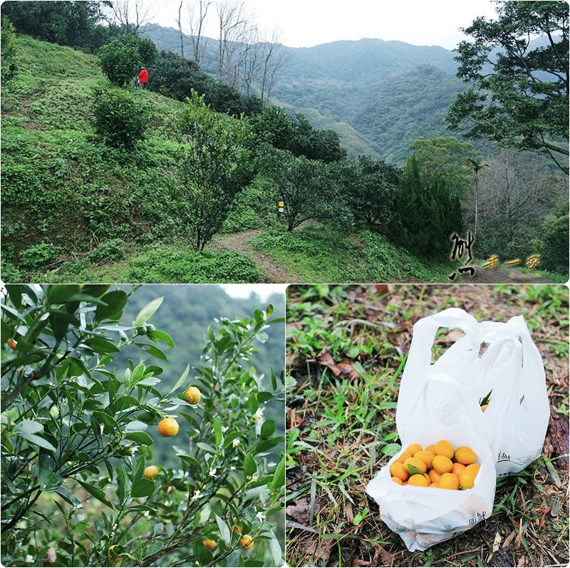 頭城農場親子採果趣