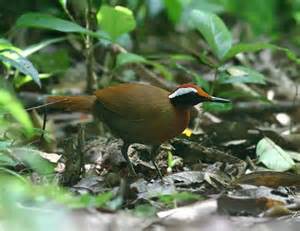 Burung Cambuk Papua Papuan Whipbird (Androphobus viridis) adalah spesies burung dari keluarga Psophodidae yang dipisahkan kedalam Genus: Androphobus.