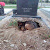 Pensavam que este cão chorava a morte do dono… Mas o que está por trás… Surpreendeu o mundo inteiro!