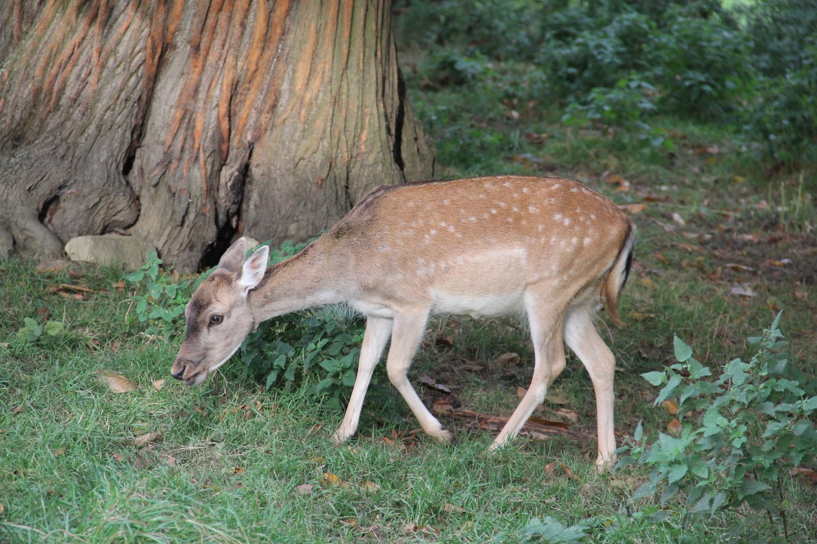 Little Bambi look-a-like. Little Bambi look-a-like.