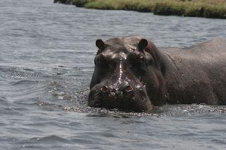 Hippo Chobe River Botswana