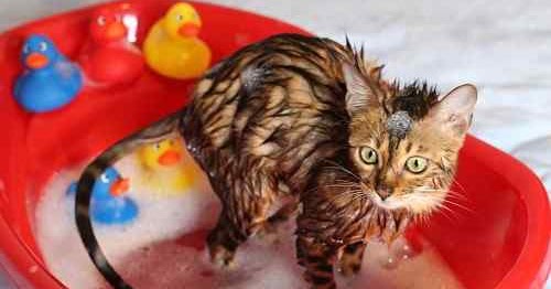 bathing newborn kittens