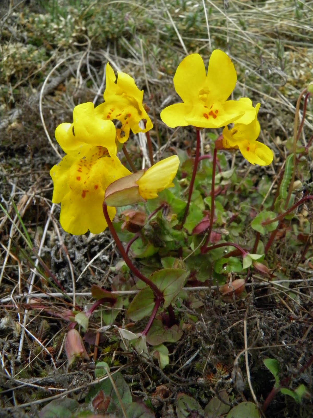 Meandering Washington The Flowers That Bloom in the Spring...