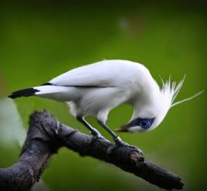 Foto Burung Jalak Putih Terbaik