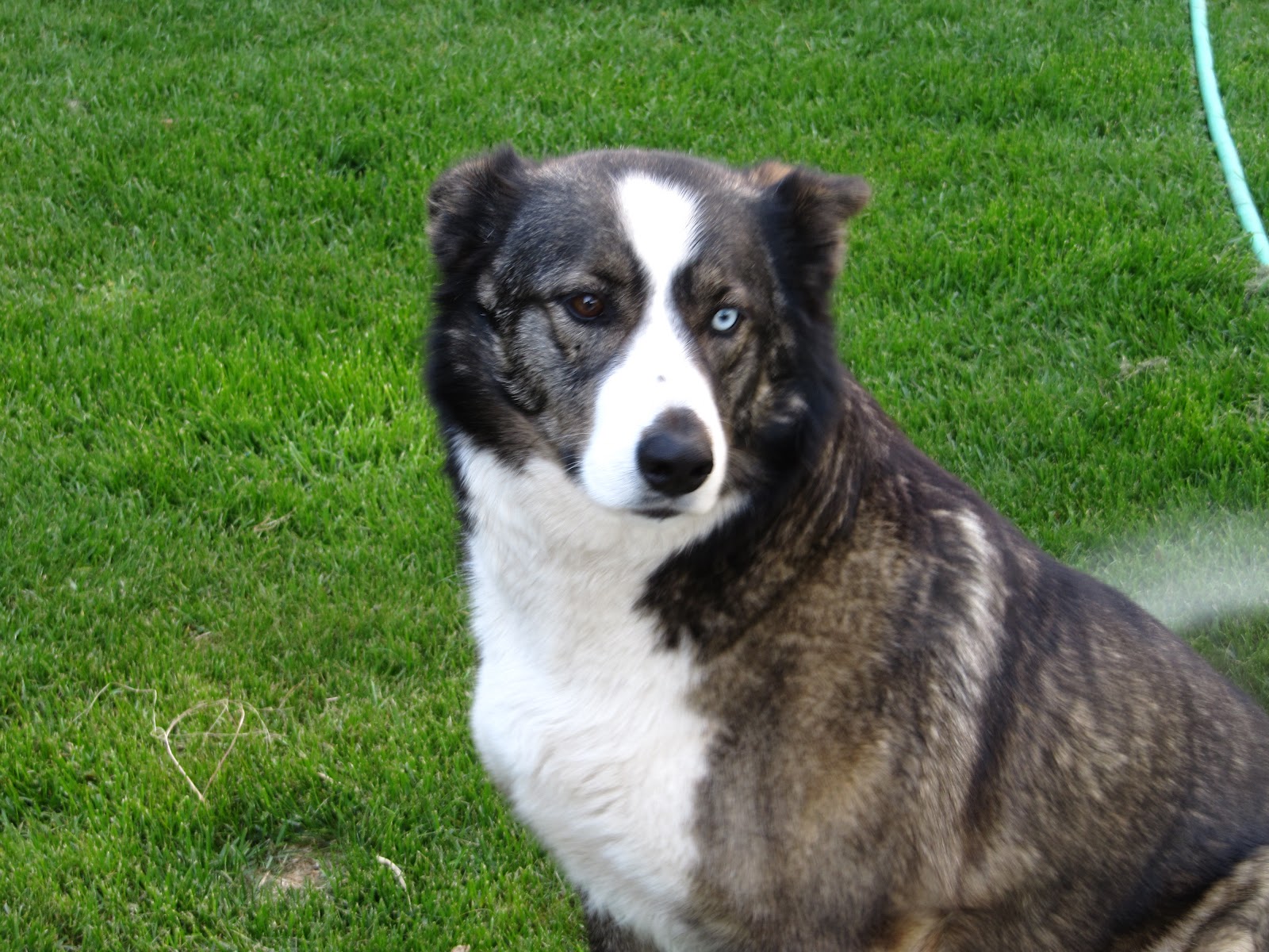 Okanagan Asparagus Farm Asparagus in Armstrong The farm dogs