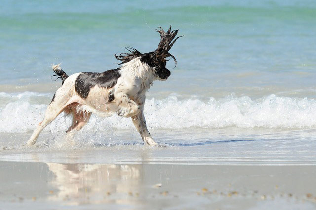 pet travel product pet travel product