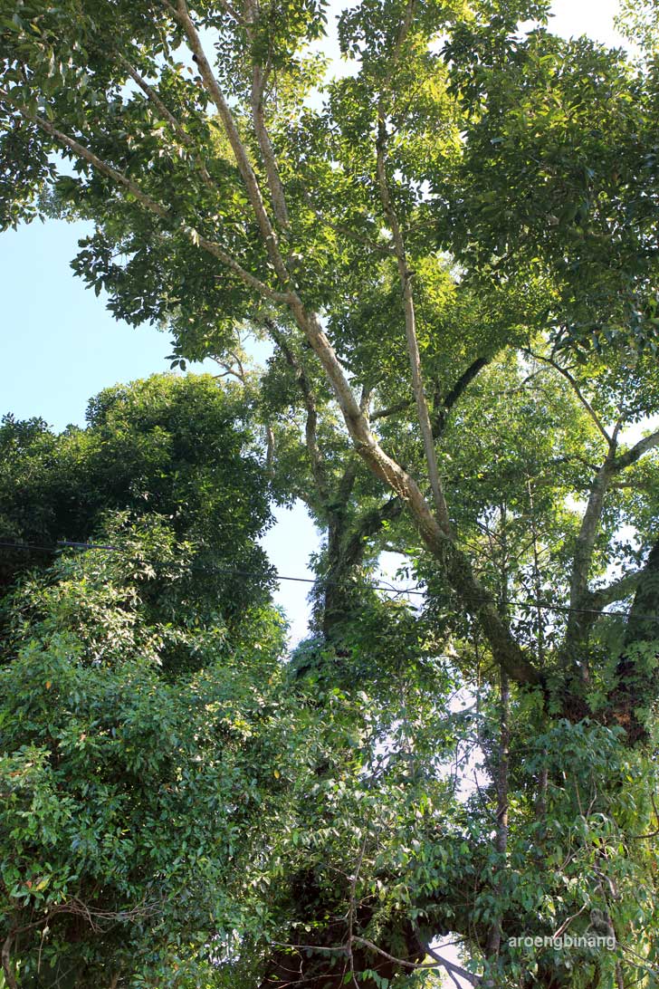 pohon tua padomasan batang
