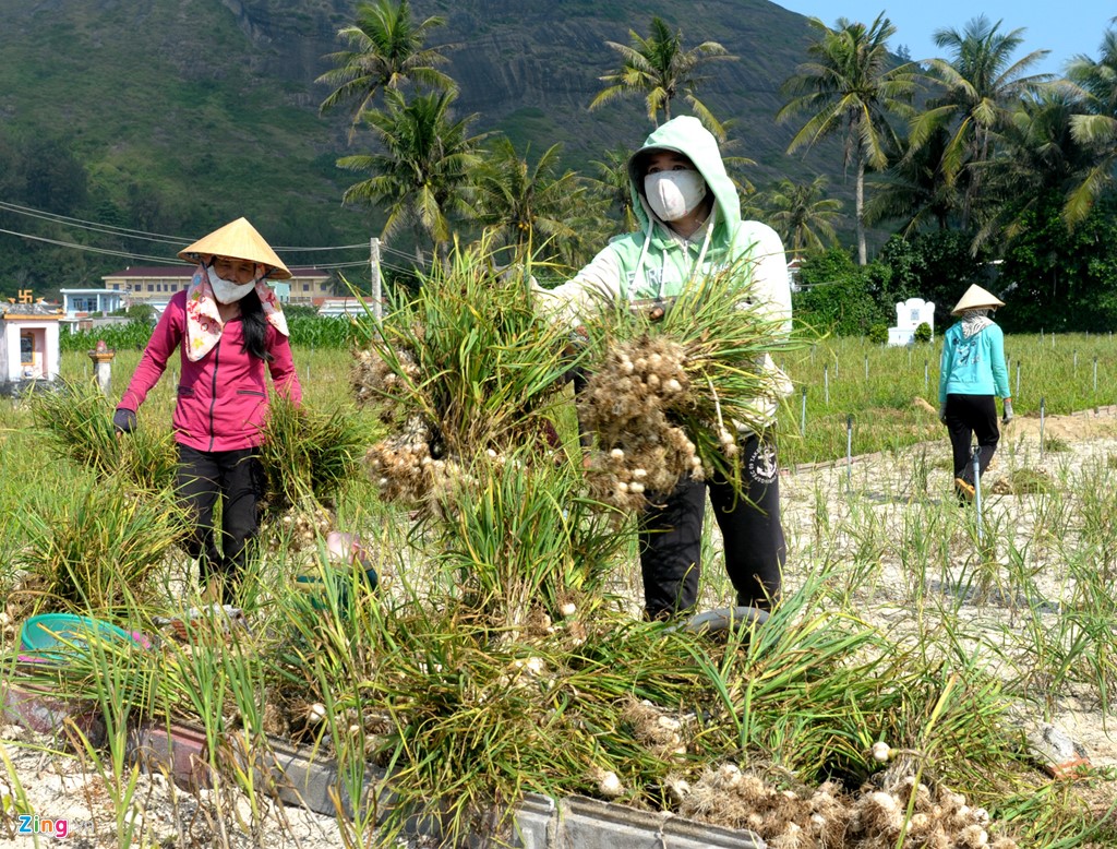 Káº¿t quáº£ hÃ¬nh áº£nh cho hÃ¬nh áº£nh thu hoáº¡ch tá»i lÃ½ sÆ¡n