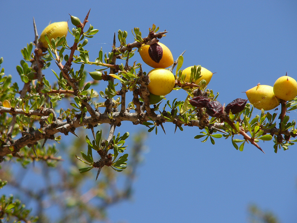 Argan Essential Oil Nature Republic Argan Essential Oil Nature Republic