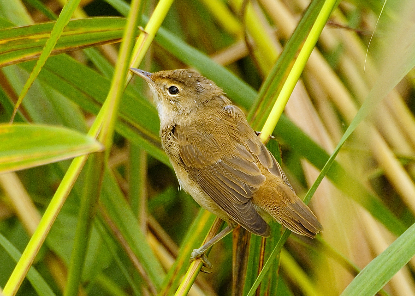 nibirds Bird News Tuesday 20th August