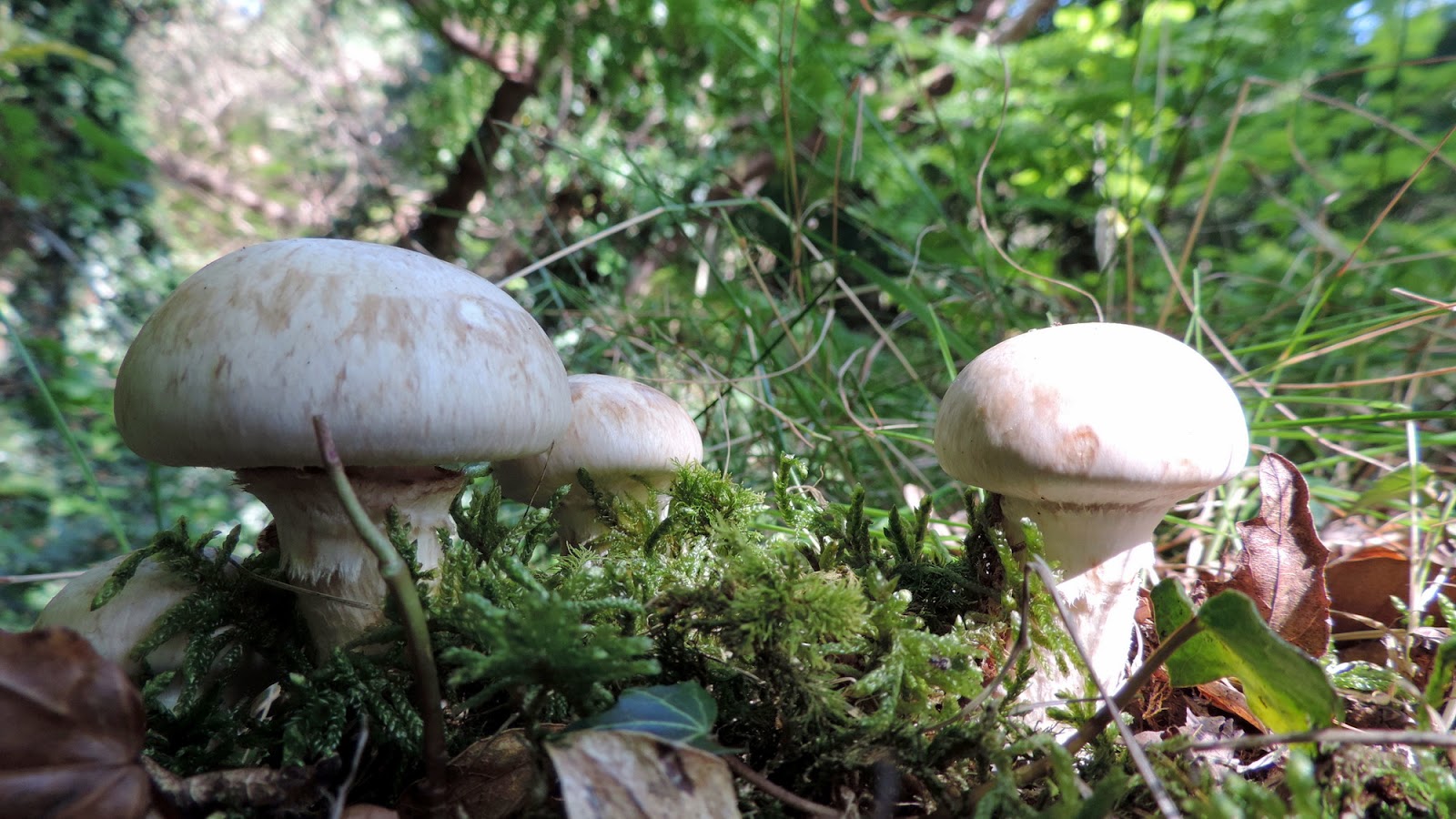 The Glebe Blog: Fungi September 2014