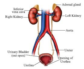 EXCRETORY SYSTEM IN MAN