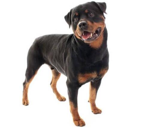 Canin So Dog Food Canin So Dog Food