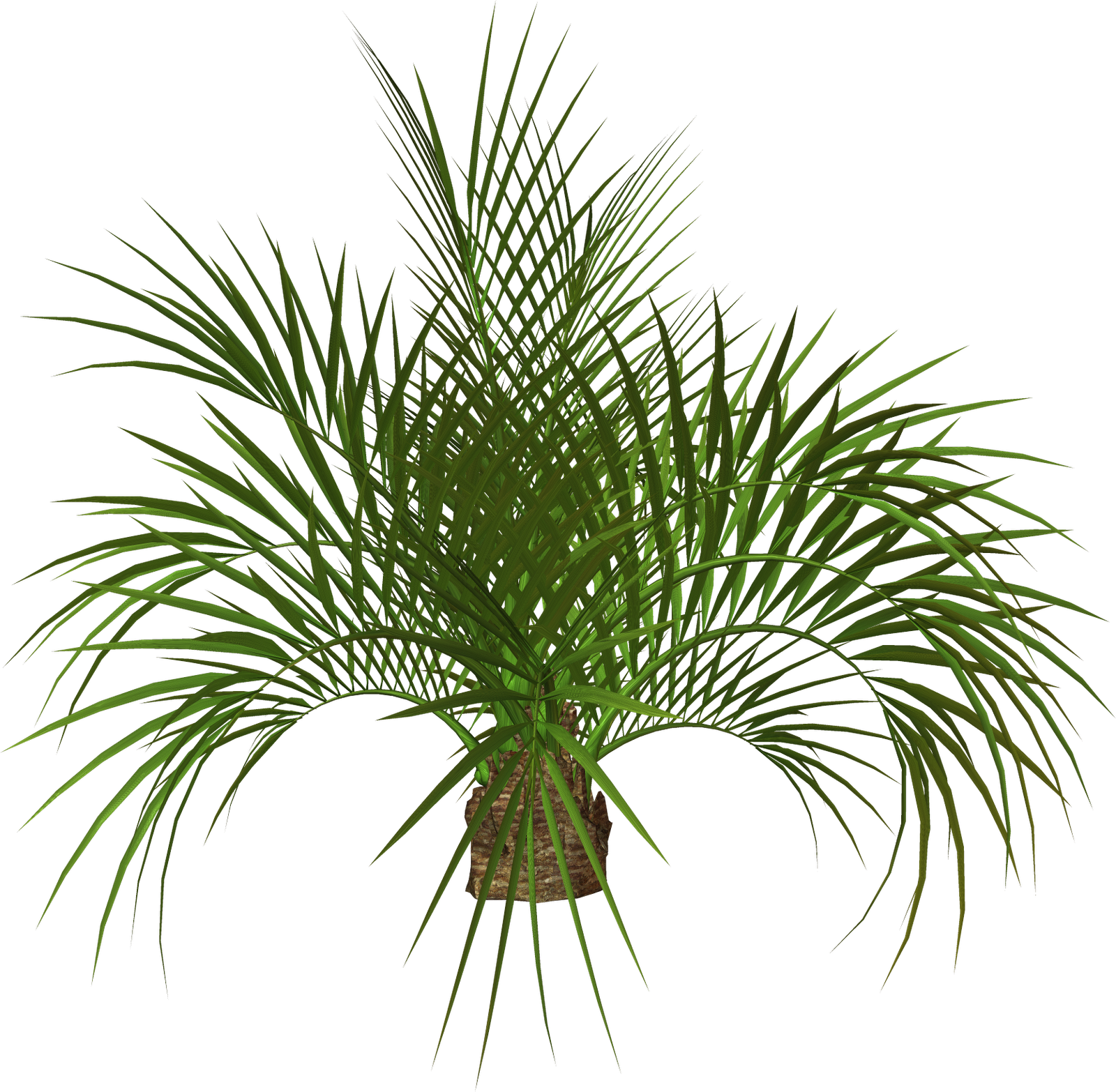 palm tree clip art - photo #41