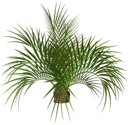 palm tree clipart trees flower palms transparent clip background romi resolution leave