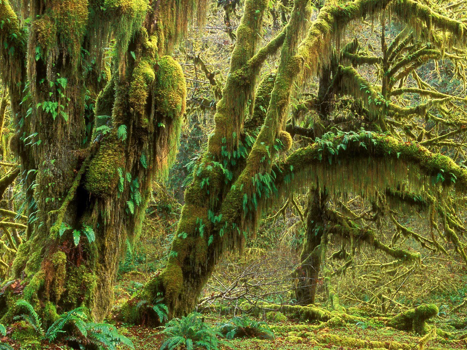 Beautiful Rainforest Backgrounds ~ Wallpaper & Pictures