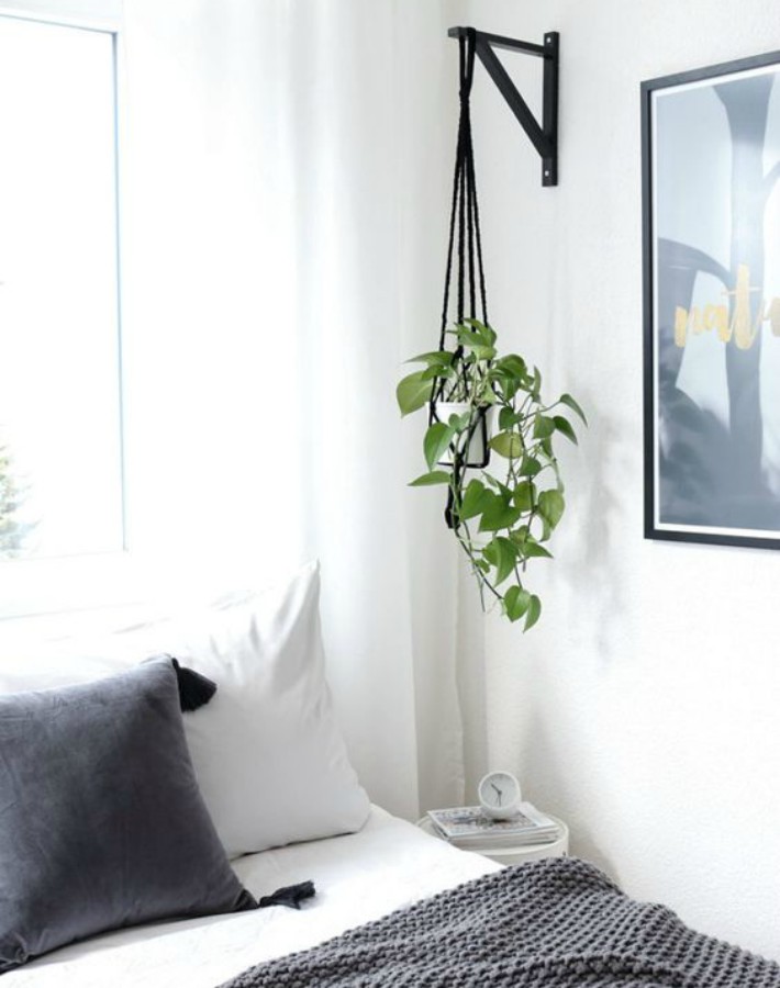 Las 9 mejores plantas colgantes 