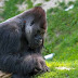 Recycling an old mobile phone can save gorilla populations
