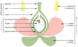Organisation de l’ovule mur
