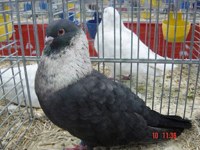 Ägyptischer Segler - utility pigeons