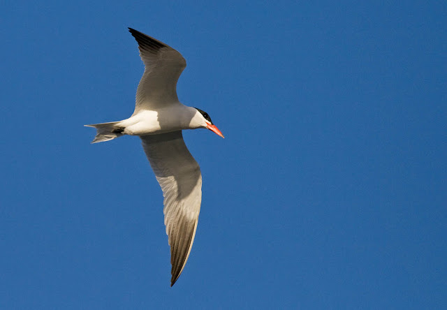 Caspian Tern Caspian Tern