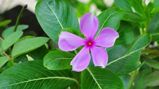 Tanaman Herbal Untuk Kanker Serviks, Mempercepat Penyembuhan Tanaman Herbal Untuk Kanker Serviks, Mempercepat Penyembuhan