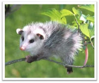 opossum opossum