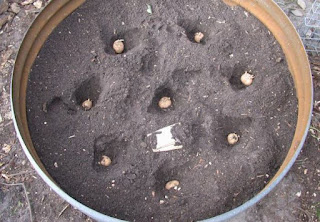  4-pasos-sencillos-para-cultivar-45-kg-de-patatas-en-un-barril-2.jpg