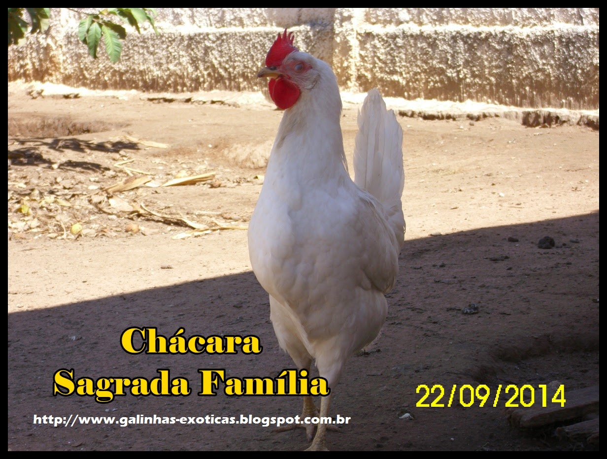 Chácara Sagrada Família Criação De Galinhas Casal de Galinha Legorne Branca à Venda... Chácara Sagrada Família Criação De Galinhas Casal de Galinha Legorne Branca à Venda...