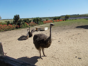 Female Ostriches on the Ostrich Ranch.
