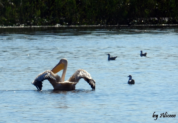 pelicani-pasare-mare-delta